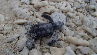 Lady Elliot Island Eco Resort Εξωτερικό φωτογραφία