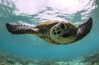 Lady Elliot Island Eco Resort Εξωτερικό φωτογραφία