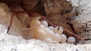 Lady Elliot Island Eco Resort Εξωτερικό φωτογραφία
