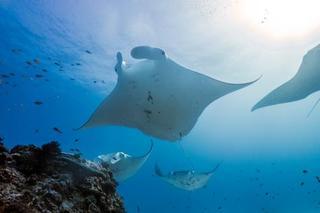 Lady Elliot Island Eco Resort Εξωτερικό φωτογραφία