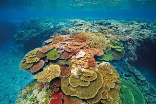Lady Elliot Island Eco Resort Εξωτερικό φωτογραφία